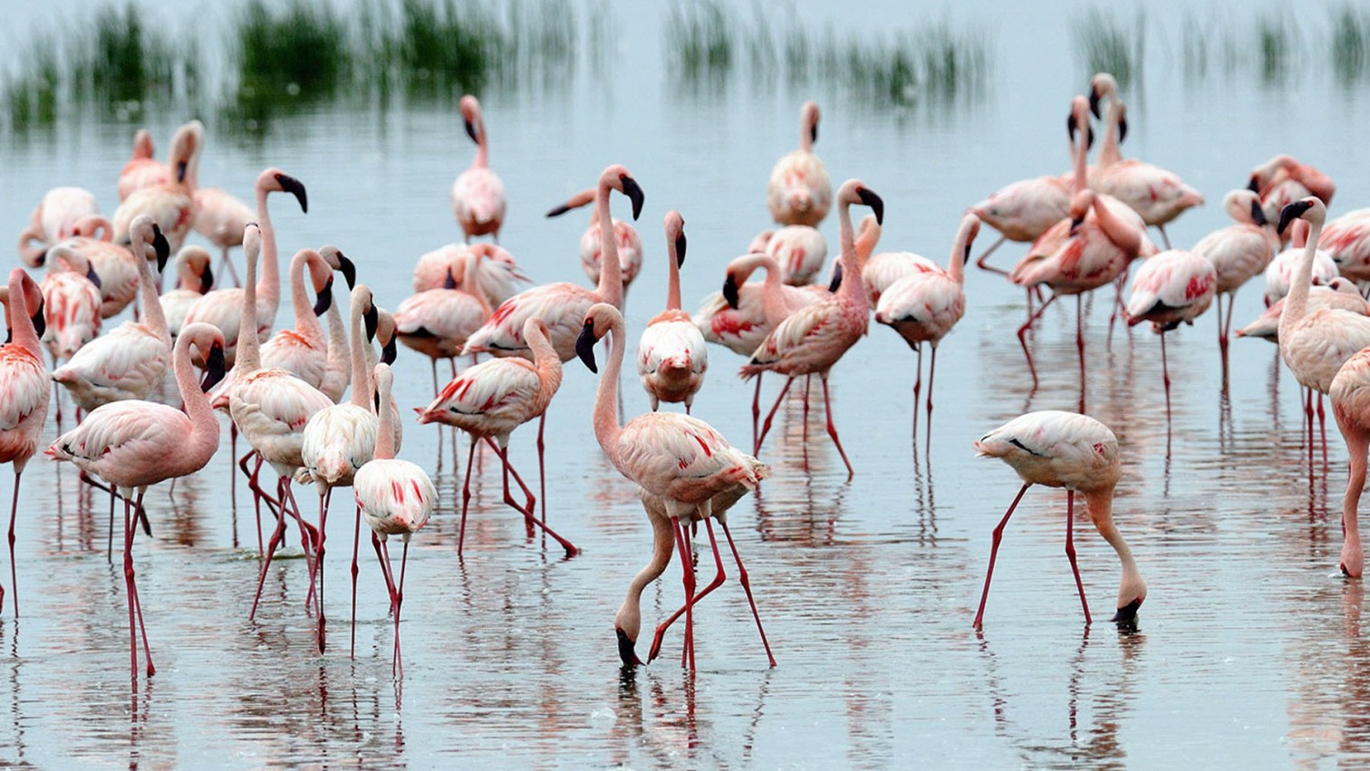 Lake Nakuru safari landscape