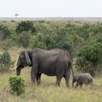 Mara-elephants