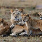 Masai-Mara-Camping