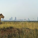 Nairobi-National-Park (2)