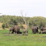 Olpejeta2