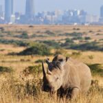 nairobi-national-park2