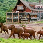 Aberdares-safari