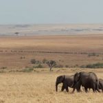 Mara-elephants