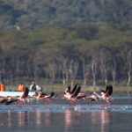 lake-naivasha-boat-ride