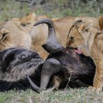 lion-cub_Mara
