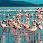pink-flamingo-1484781_1920