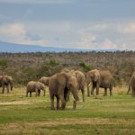 Ol-pejeta
