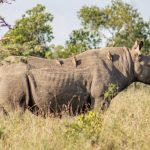 Ol-pejeta2