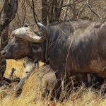 ngutuni-safari
