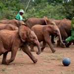 David-Sheldrick2