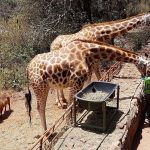 Giraffe-center