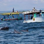 Watamu-Dolphins