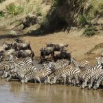 the-animals-in-the-wild