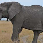 amboseli_elephant