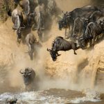 Mara-River-crossing