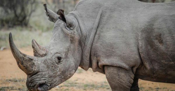 Big Five Safari in Kenya