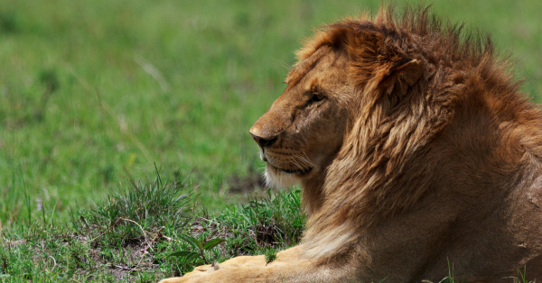 Big Five Safari in Kenya