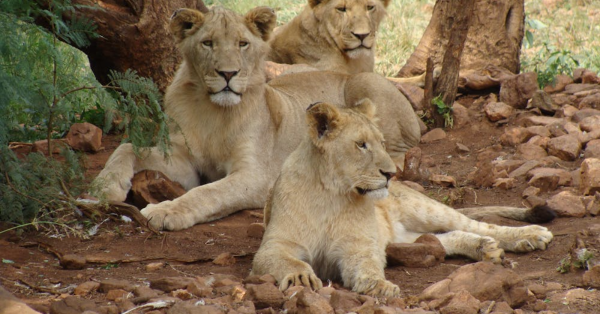 How to See KenyaÃ¢â‚¬â„¢s Big Cats