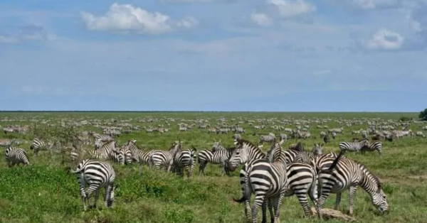 Best Masai Mara Safari Packages