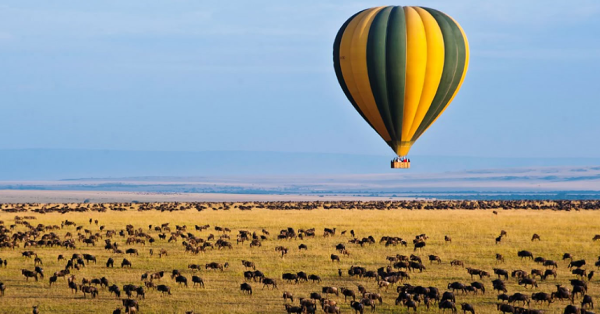 Kenya Safari Expectations