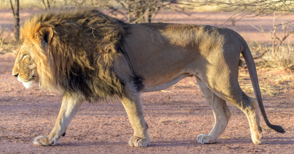 Kenya Safari Guide