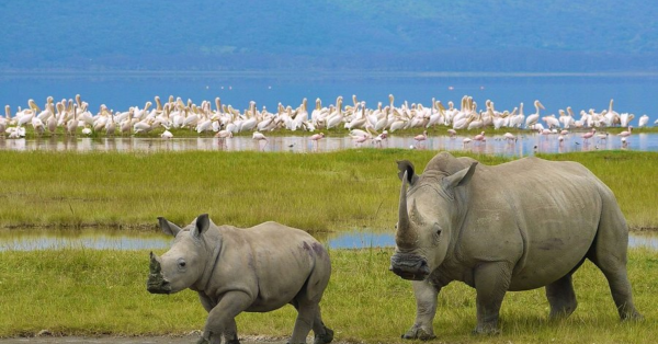 Lake Nakuru Safari