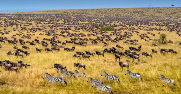 Best Tanzania Safaris from Kenya