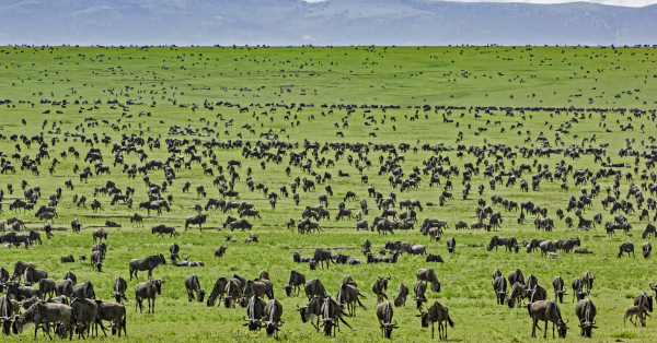 Masai Mara vs Serengeti