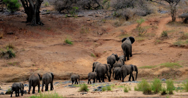 Amboseli National Park Safari Tours