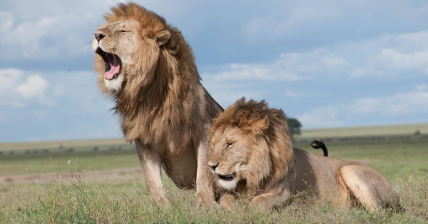 Best Safari Operator in Kenya