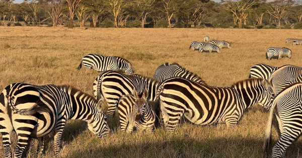 Top 10 Conservancies in Kenya