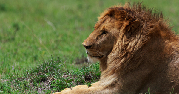 How to See KenyaÃ¢â‚¬â„¢s Big Cats