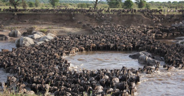 Ultimate Kenya Safari Guide