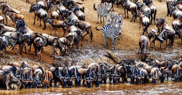 Affordable Kenya Safari Packages