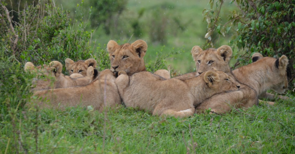 Ultimate Kenya Safari Guide 2026
