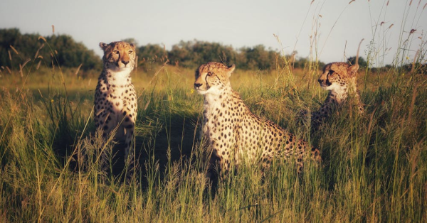 Best Tanzania Safaris from Kenya