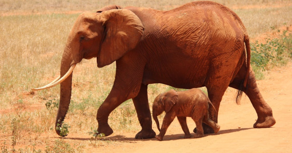 Flying Safaris in Kenya