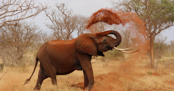Kenya vs Tanzania Safari
