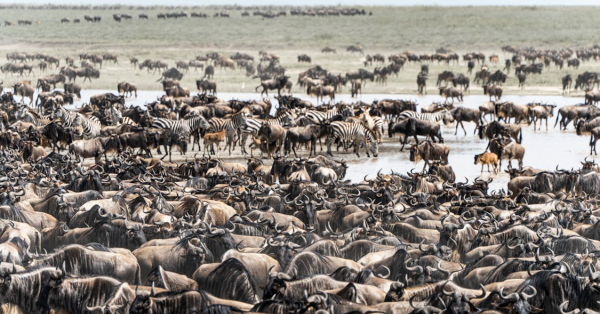 Best Masai Mara Safari Packages
