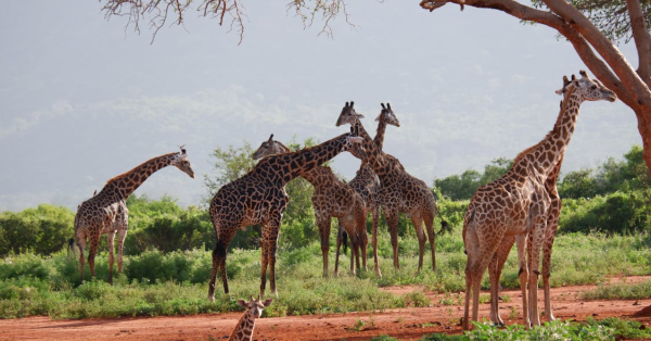 Best Masai Mara Safari Packages