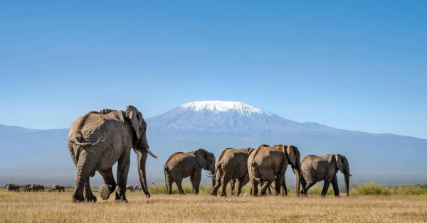 Masai Mara Safari Packages today