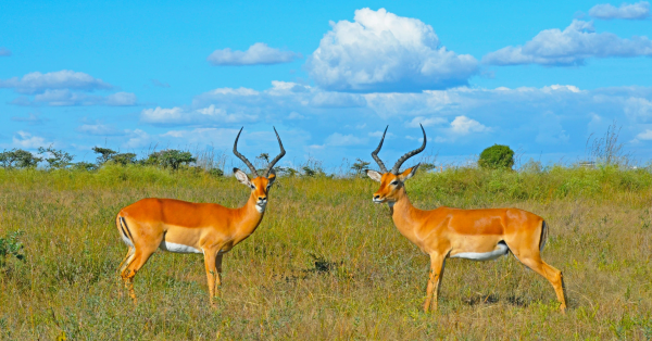 Best Tanzania Safaris from Kenya