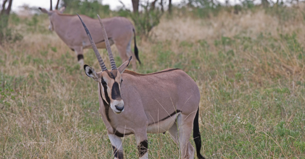 Affordable Kenya Safari Packages