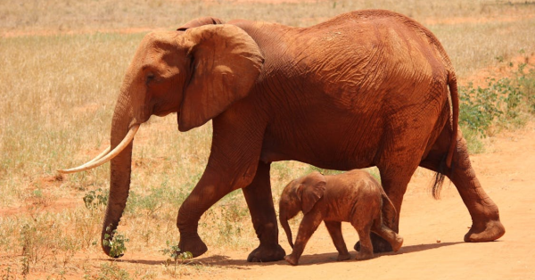 Best Amboseli Safari Packages