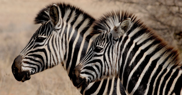 3-day Maasai Mara safari