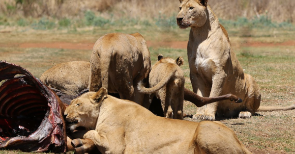 3-day Maasai Mara safari