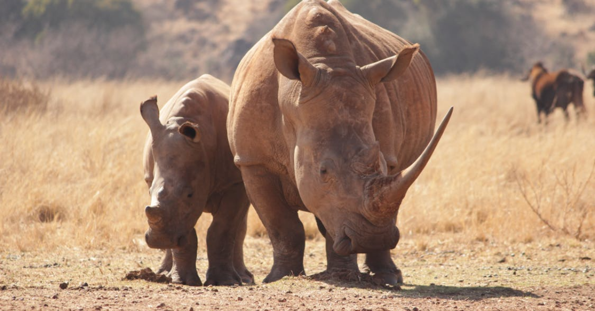 Tsavo National Park Safari