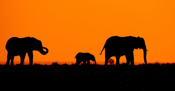 Amboseli Elephants