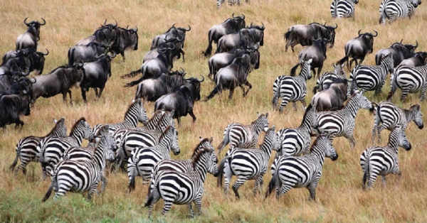 Wildebeest Migration 2026